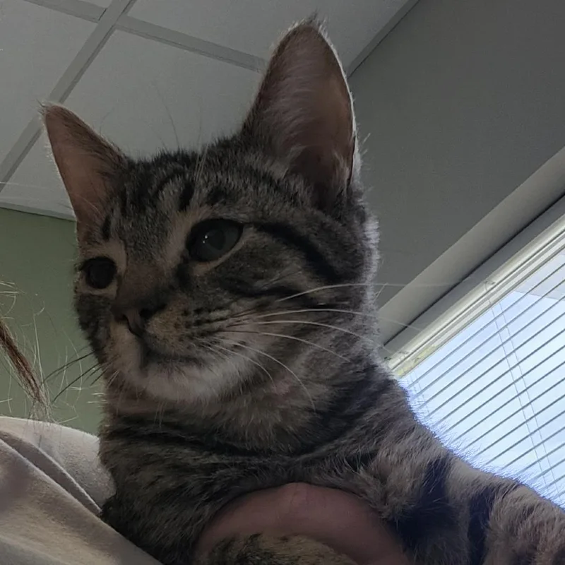 A baby small-sized male Brown / Chocolate Domestic Short Hair cat named Mouse King for adoption in Columbia Station, OH