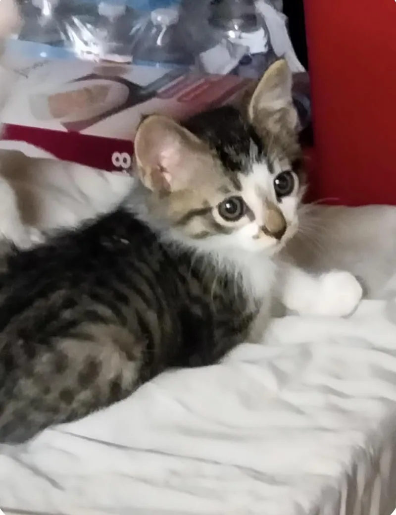 A baby medium-sized male Tabby (Brown / Chocolate) Domestic Short Hair cat named Jojo for adoption in Herculaneum, MO