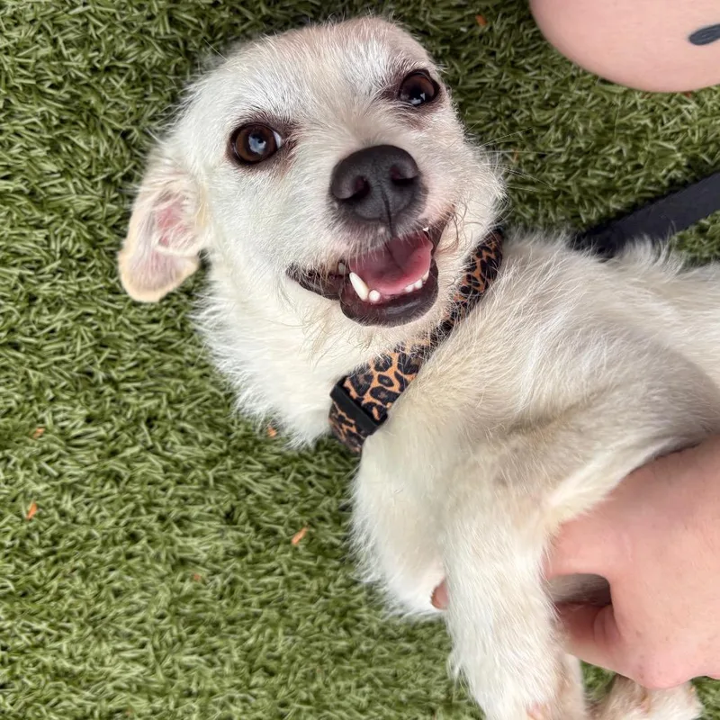 A young small-sized male White / Cream Terrier dog named Snuffles for adoption in Charlottesville, VA