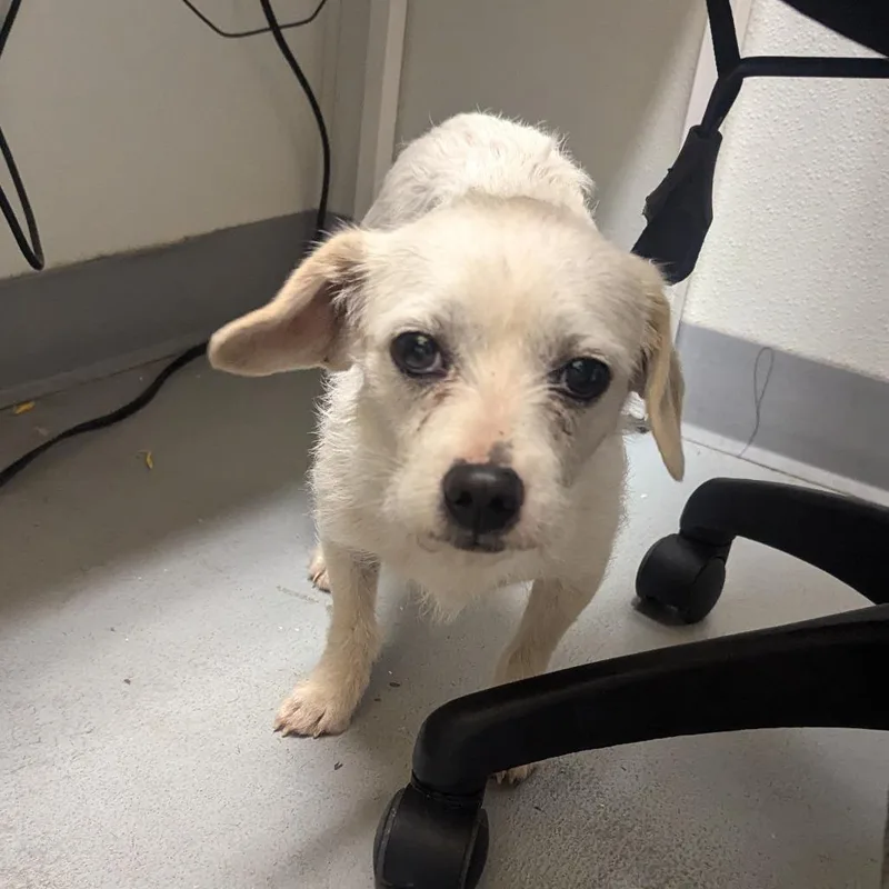 Snuffles thumbnail 2
