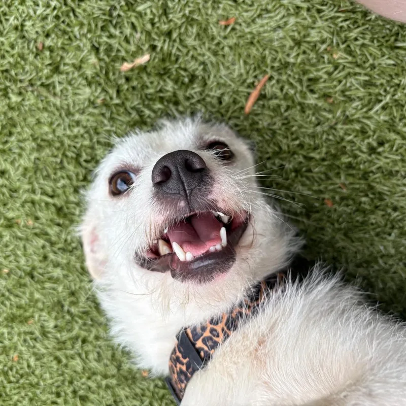 Snuffles thumbnail 3