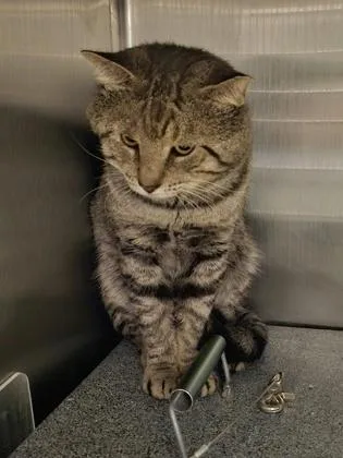 An adult small-sized male Domestic Short Hair cat named Waylon for adoption in Fallston, MD