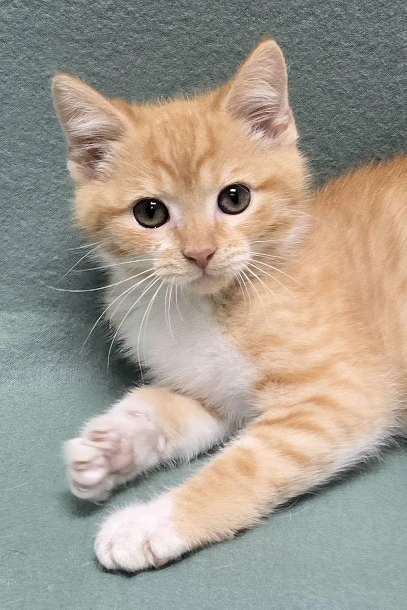 A baby medium-sized male Domestic Short Hair cat named Nemo for adoption in Frankfort, IN
