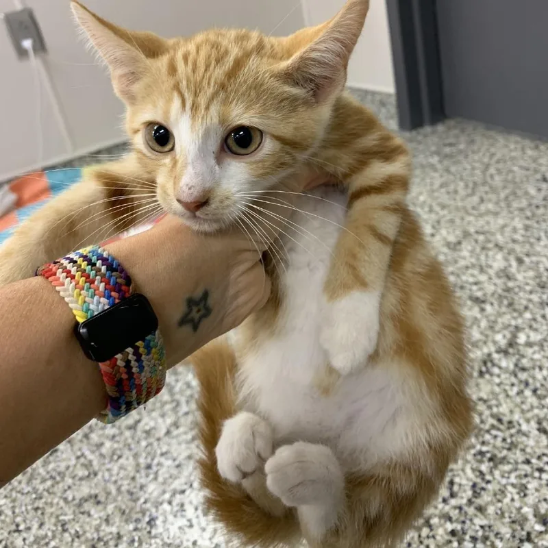 A baby small-sized male Orange / Red Domestic Short Hair cat named Flower for adoption in Morganton, NC