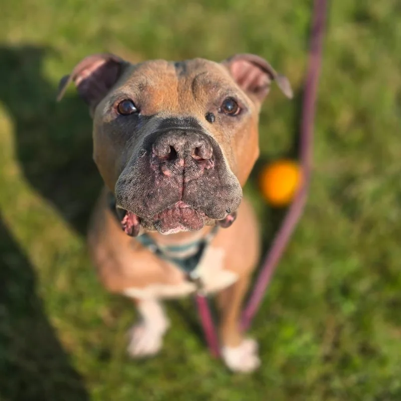 Rufus