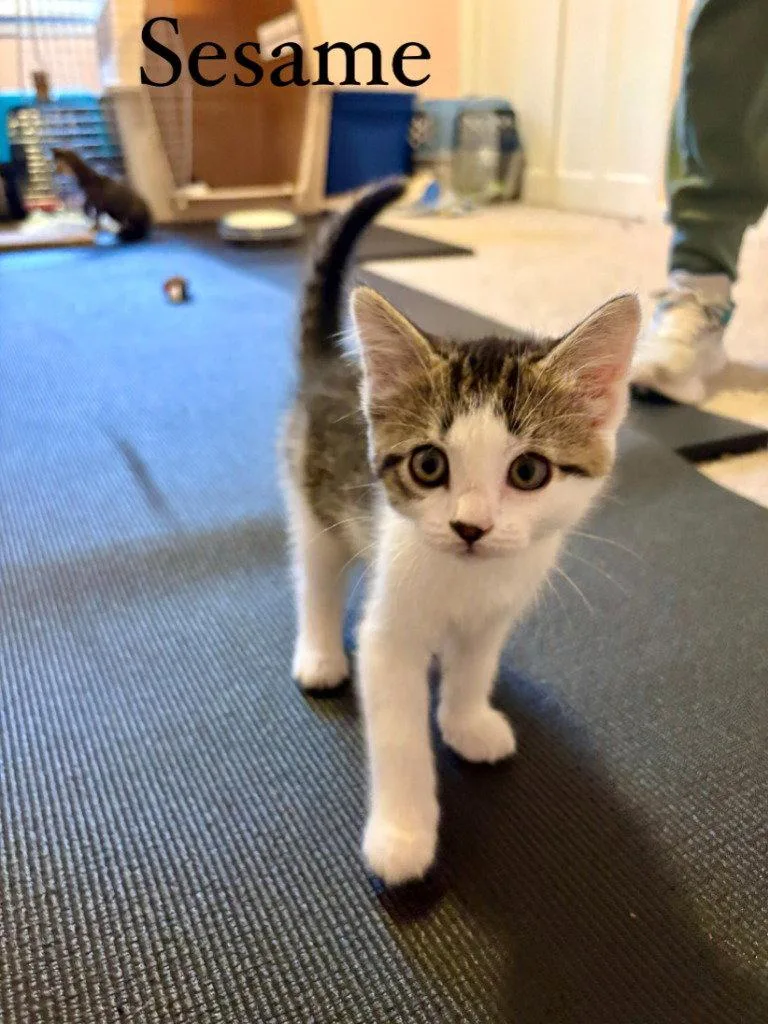 A baby medium-sized female Domestic Short Hair cat named Sesame for adoption in Lovingston, VA