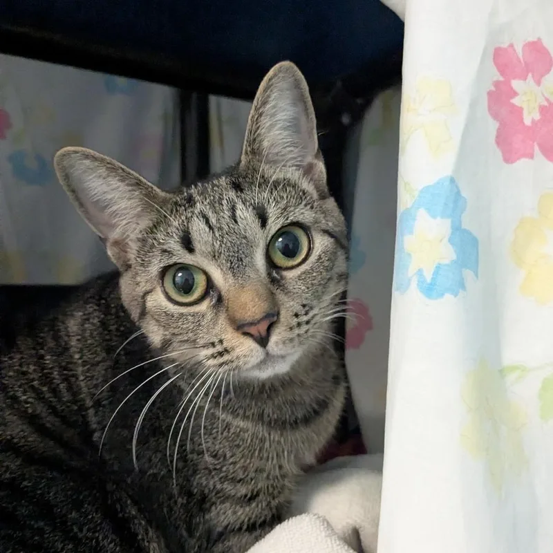 A young large-sized female Domestic Short Hair cat named Dayda for adoption in Hendersonville, NC