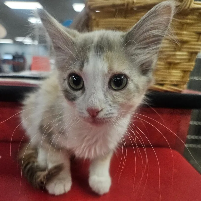 A baby small-sized female Calico Domestic Short Hair cat named Pizza for adoption in Grantsville, UT