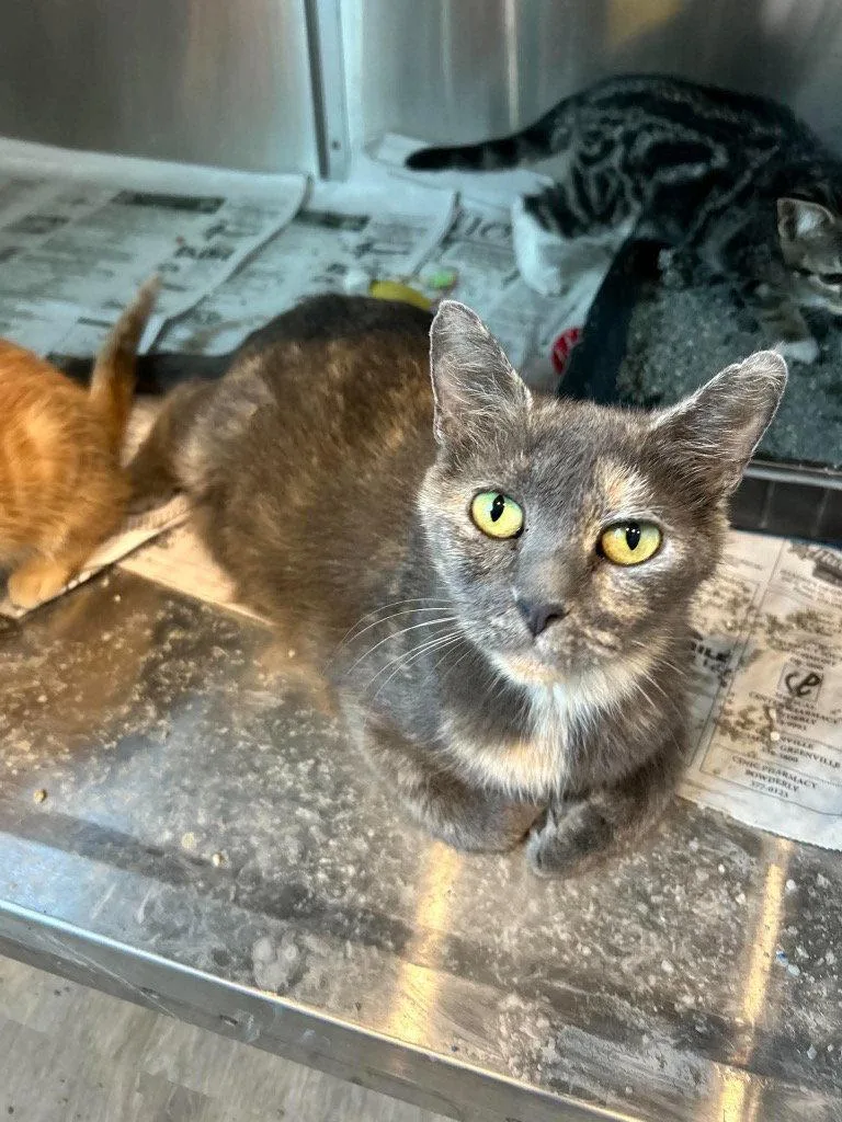 A young medium-sized female Domestic Short Hair cat named Fayte for adoption in Cromwell, KY