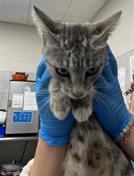 A young medium-sized female Domestic Short Hair cat named Opal for adoption in Naples, FL