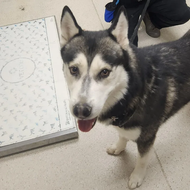 An adult large-sized male Gray / Blue / Silver Husky dog named Diesel for adoption in Murray, UT