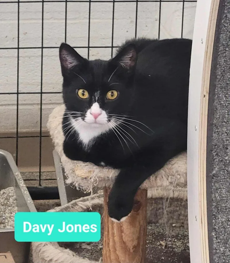 Davy Jones thumbnail 2