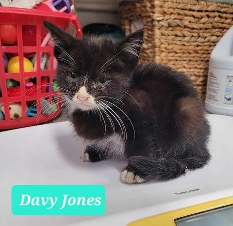 Davy Jones thumbnail 3