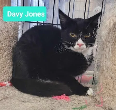 Davy Jones thumbnail 4