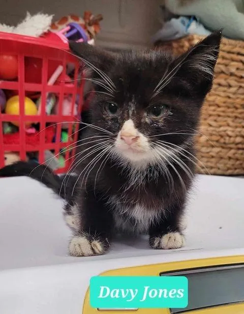 Davy Jones thumbnail 5