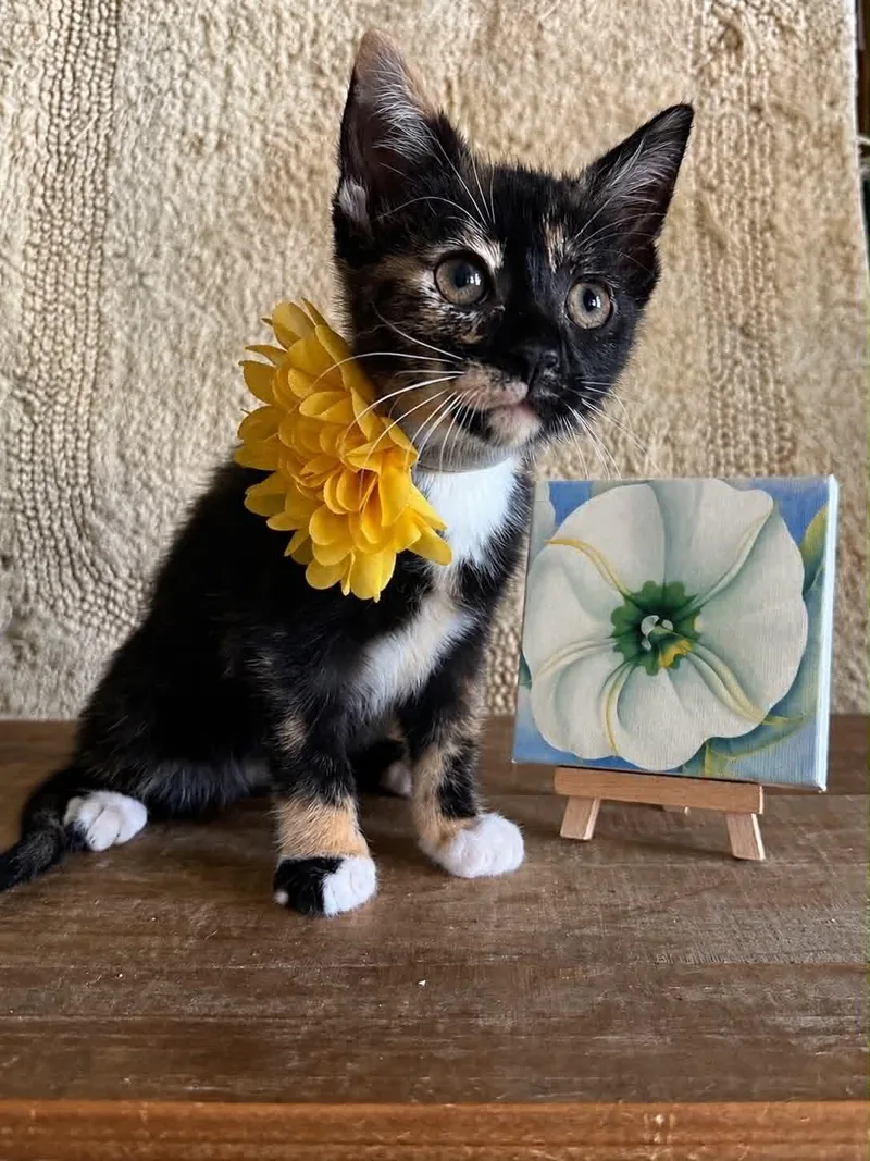 A baby medium-sized female Domestic Short Hair cat named Georgia O'Keeffe for adoption in Salisbury, MD