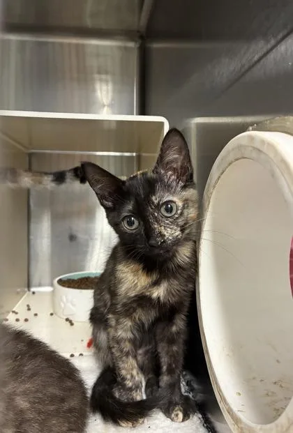 A baby medium-sized female Domestic Short Hair cat named Paprika for adoption in Picayune, MS