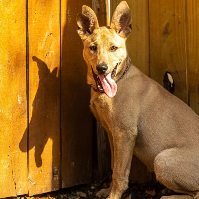 A young large-sized male Yellow / Tan / Blond / Fawn Mixed Breed dog named Brain Storm for adoption in Decatur, GA