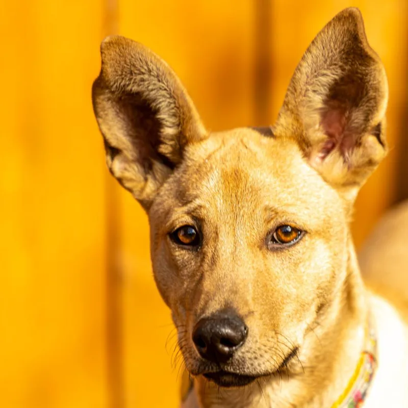 Brain Storm thumbnail 2