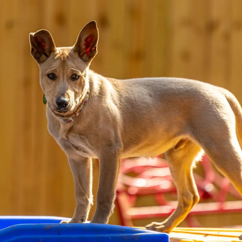 Brain Storm thumbnail 4