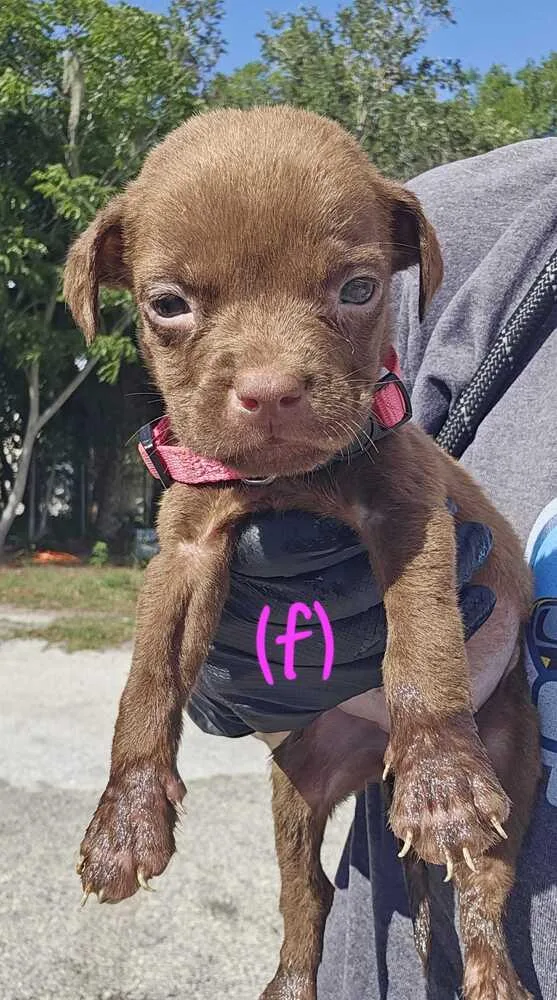 A baby small-sized female Brown / Chocolate American Bulldog dog named Walmart Pink for adoption in Lakeland, FL