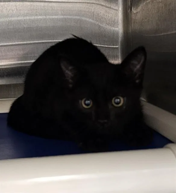 A baby medium-sized male Domestic Long Hair cat named Ross for adoption in Huntsville, AL