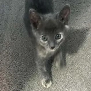Zazzles