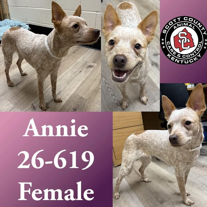 An adult medium-sized female Cattle Dog dog named Annie for adoption in Georgetown, KY
