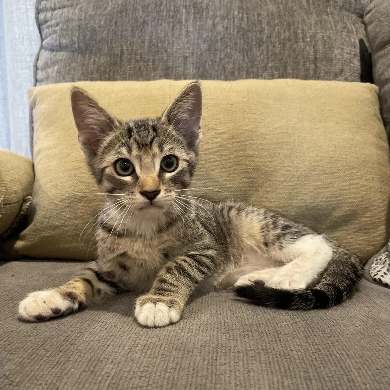 A baby small-sized male Gray / Blue / Silver American Shorthair cat named Apollo for adoption in Tucson, AZ
