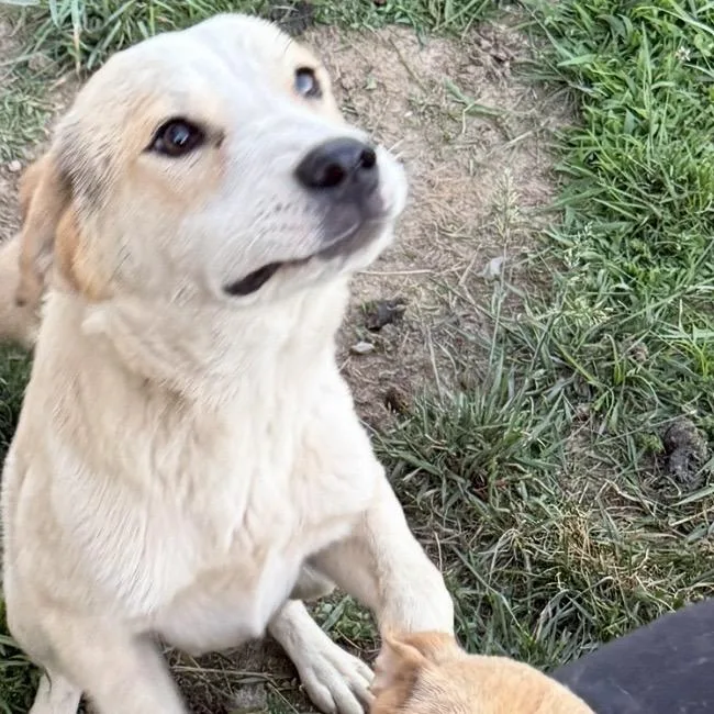 A young medium-sized male White / Cream Great Pyrenees dog named Chubs for adoption in Huntington, WV