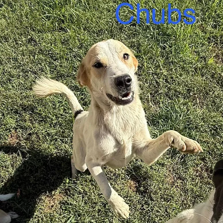 Chubs thumbnail 2