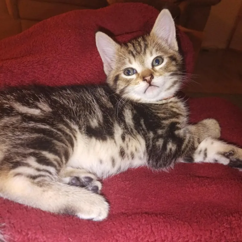 A baby small-sized male Brown / Chocolate Domestic Short Hair cat named Decaf orange for adoption in Ferndale, WA