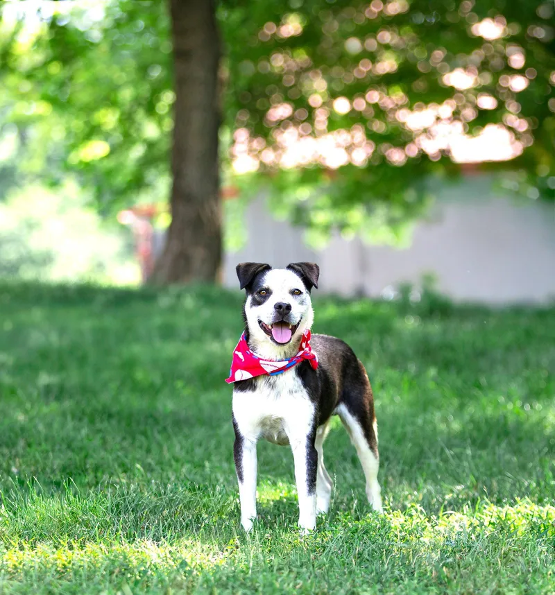 A young medium-sized male Terrier dog named Andy for adoption in Coatesville, PA