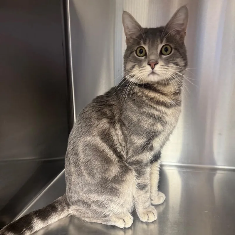 An adult large-sized male Gray / Blue / Silver Domestic Short Hair cat named Lucky for adoption in Easton, PA