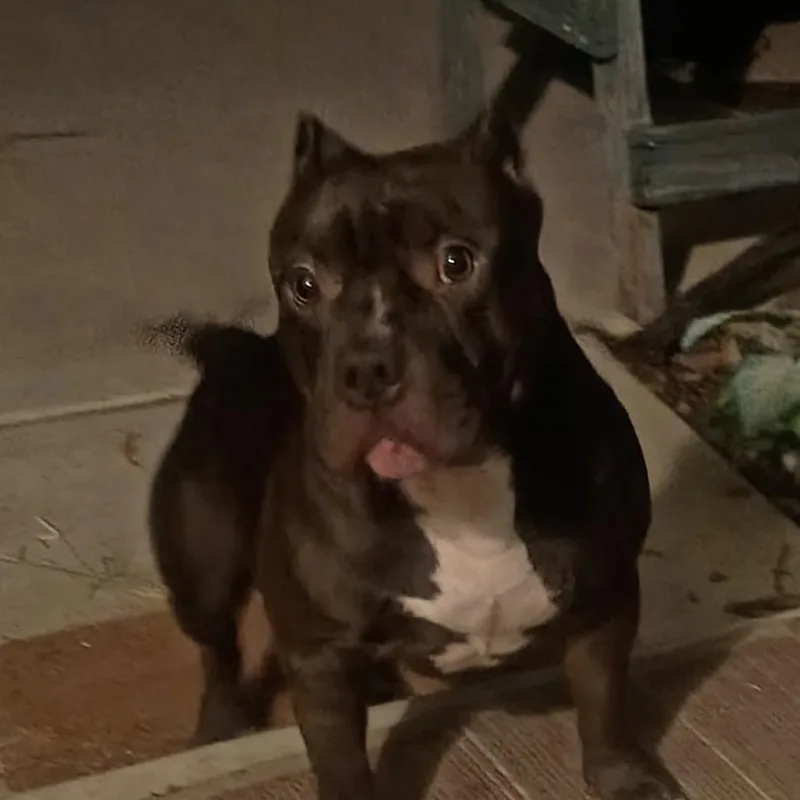 A young medium-sized male Black American Bulldog dog named Romeo for adoption in Baytown, TX