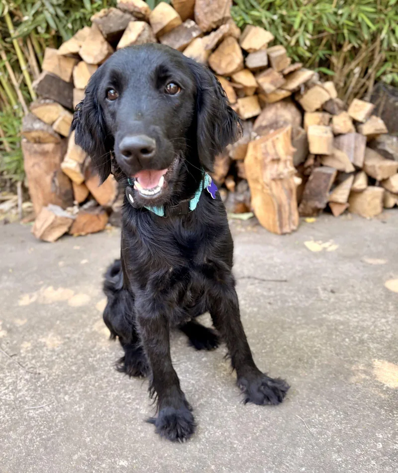 A young medium-sized female Flat-Coated Retriever dog named Sundae for adoption in Palo Alto, CA