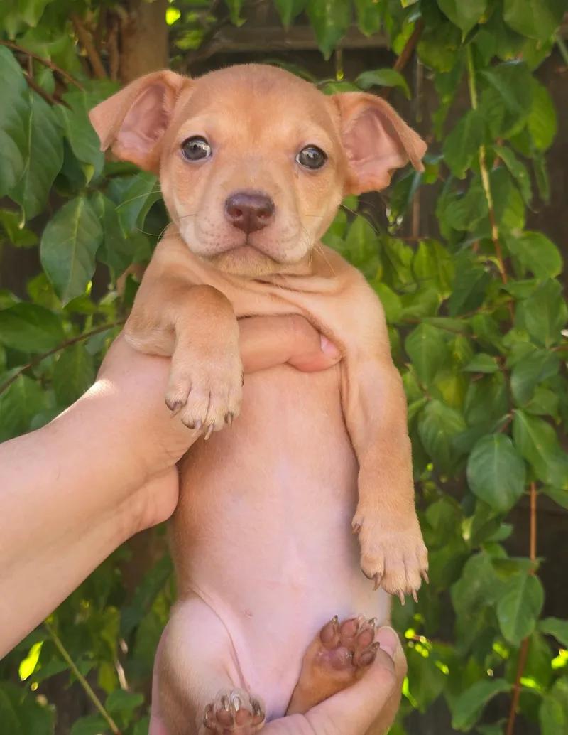A baby small-sized female Chihuahua dog named Nilla for adoption in Redwood City, CA