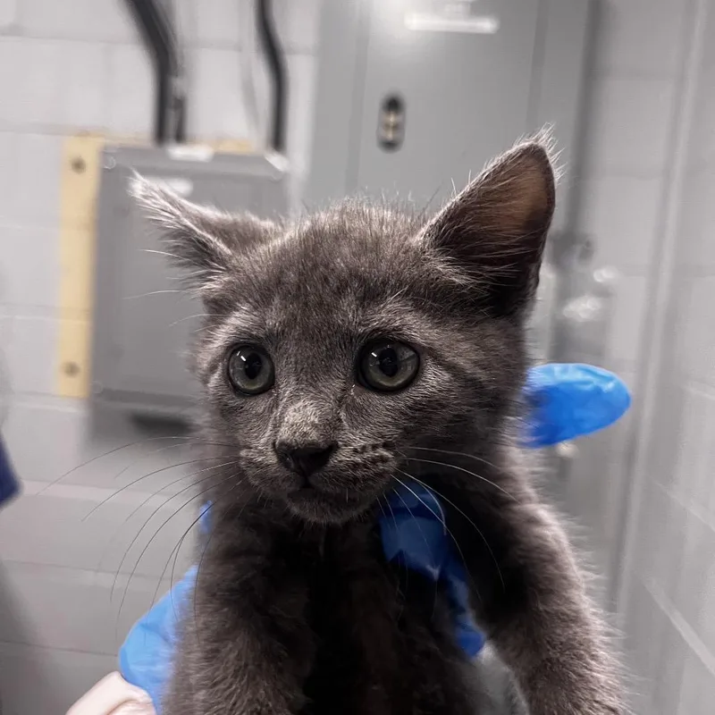 A baby small-sized male Gray / Blue / Silver Domestic Short Hair cat named Goofy for adoption in Summerville, SC