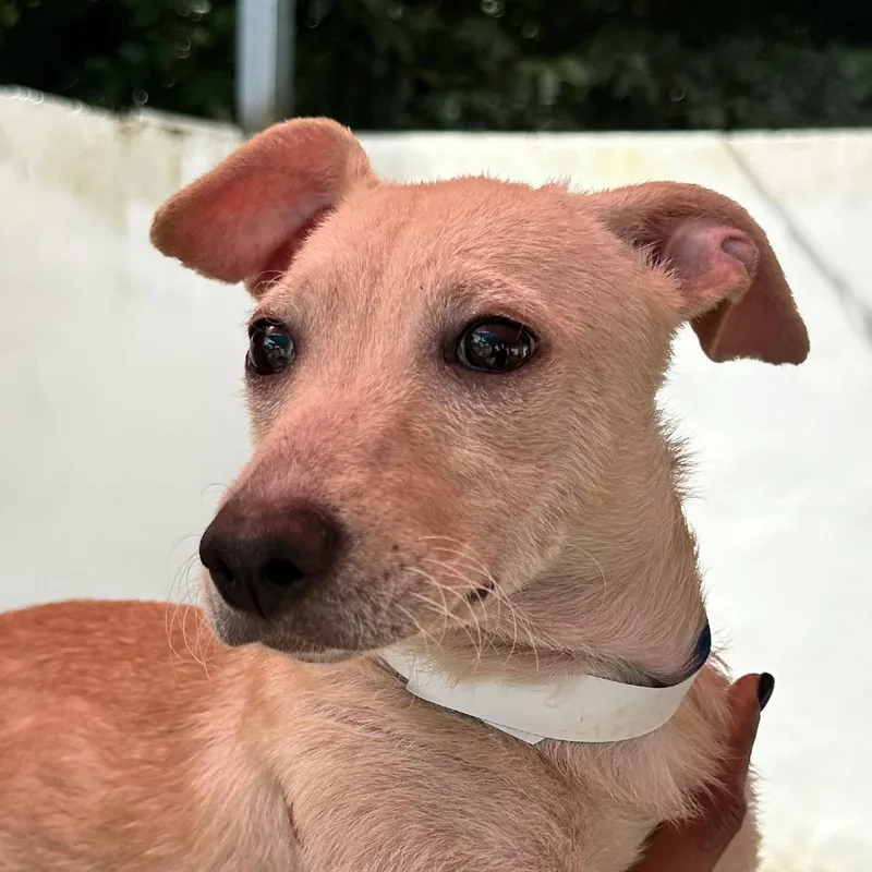 A baby medium-sized female Apricot / Beige Mixed Breed dog named Sahara for adoption in Guaynabo, PR