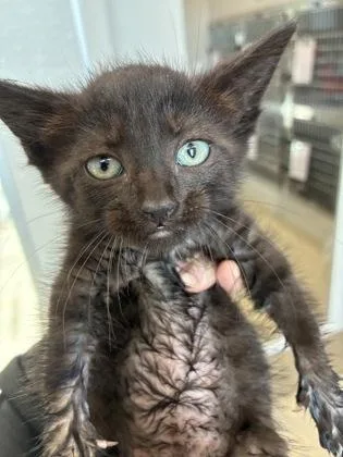 A baby small-sized female Domestic Short Hair cat named Betsy for adoption in Lafayette, IN