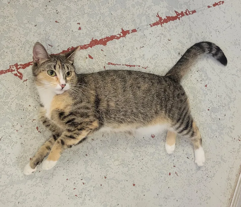 An adult medium-sized female Torbie Domestic Short Hair cat named Arabella for adoption in Mason City, IA