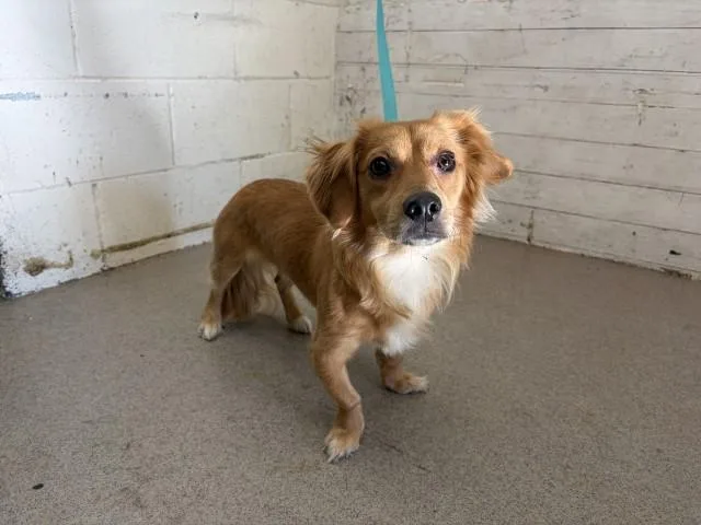 A young small-sized male Chihuahua dog named Cairo for adoption in San Bernardino, CA