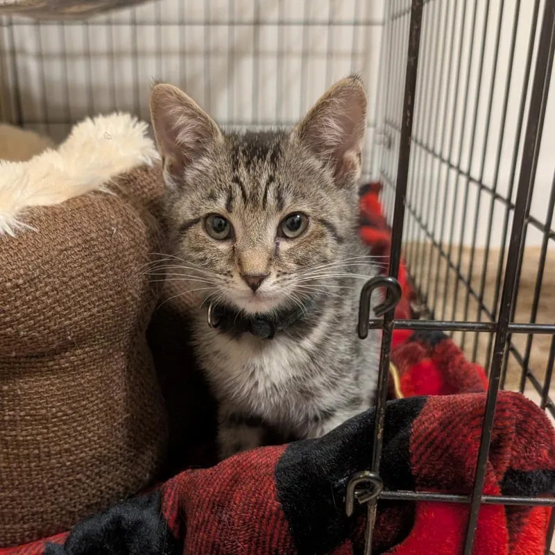A baby small-sized male Gray / Blue / Silver Domestic Short Hair cat named Salami for adoption in La Grange, KY