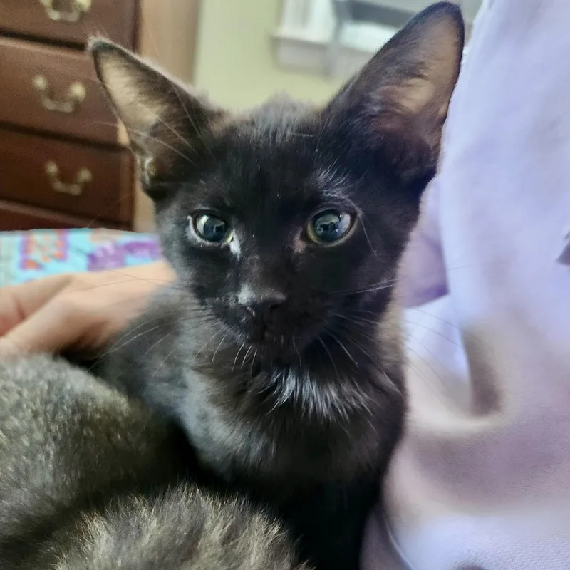 A baby medium-sized male Black Domestic Short Hair cat named Proton for adoption in Richmond, VA