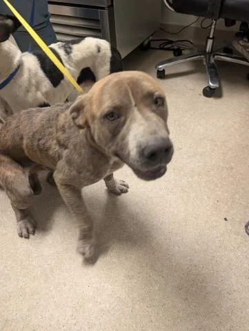 An adult medium-sized male Brindle Pit Bull Terrier dog named Otter for adoption in Thousand Oaks, CA