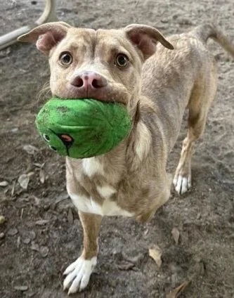 A young medium-sized male American Bulldog dog named Little Man for adoption in Tarrytown, GA