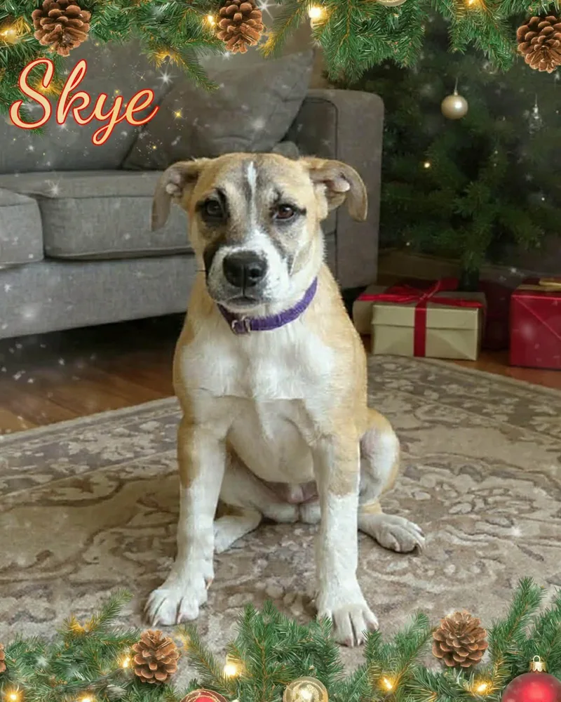 A baby medium-sized female Apricot / Beige American Staffordshire Terrier dog named Skye for adoption in Grove, OK