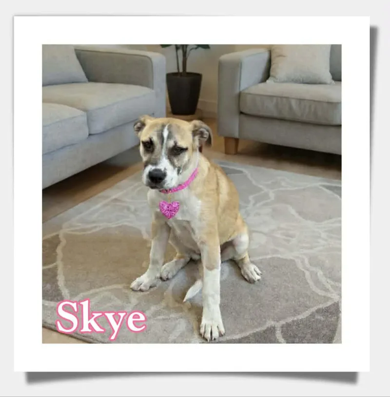 Skye thumbnail 3