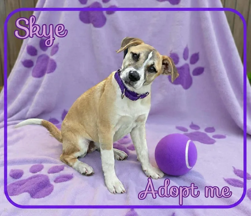 Skye thumbnail 4
