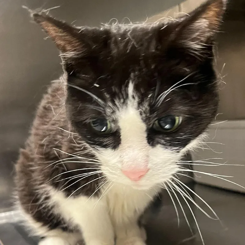 A senior medium-sized female Black Domestic Short Hair cat named Belle for adoption in Lakewood, CO